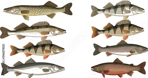 Realistic Freshwater Fish Vector Collection with Pike, Perch, Trout, and Bass Illustrations, Detailed Swimming Poses, Nature Wildlife Elements for Digital and Educational Designs