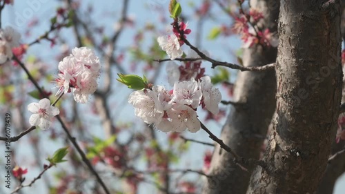 Apricot Trees Blooming in Spring Orchard Wide View with Slider Motion (75)