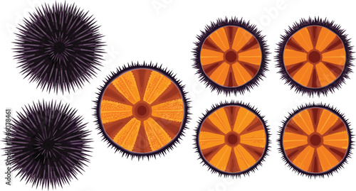 Sea Urchin Vector Set with Realistic Illustrations Showing Whole, Cross-Section, and Top-View Marine Creatures for Ocean, Marine Biology, Education, and Digital Design Projects