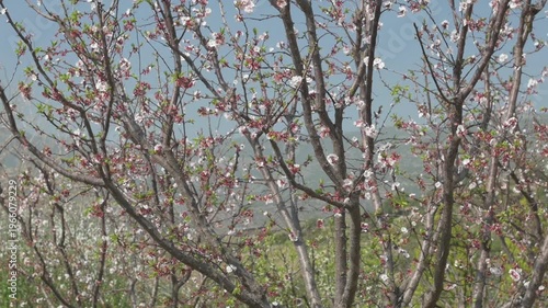 Blooming Apricot Trees in Spring Orchard Wide Shot with Cinematic Slider Camera Movement