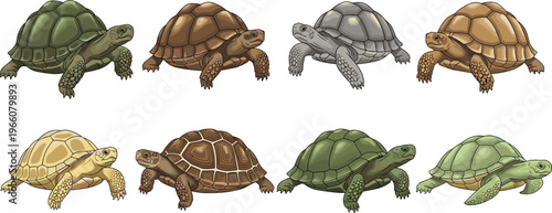 Tortoise and Turtle Vector Set with Realistic Illustrations Showing Different Shell Colors, Walking Poses, and Side Views for Wildlife, Nature, Education, and Digital Design Projects