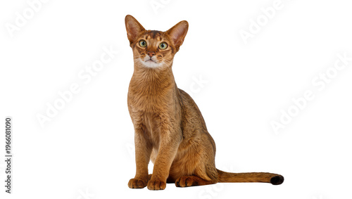 Принти на полотні Abyssinian cat reddish-brown fur green eyes, isolated on transparent background