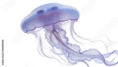 Tableau sur toile Graceful blue and purple translucent jellyfish with flowing tentacles, isolated