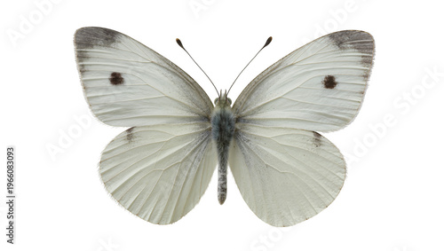 Delicate white butterfly with subtle grey wingtip markings and dark forewing spots, isolated on transparent background for nature