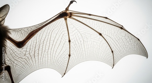 A detailed view of a bat's wing showing the thin skin and long finger bones against a bright light.
