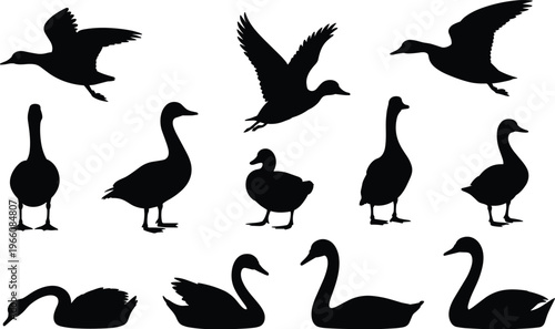 Comprehensive collection of black bird vector silhouettes featuring ducks, geese, and swans flying, swimming, and standing isolated on a white background for professional nature graphic design.