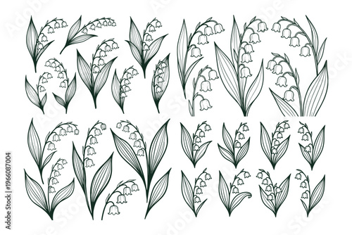 Lily of the valley flowers shown in delicate line art on a white background, forming a botanical concept of natural elegance