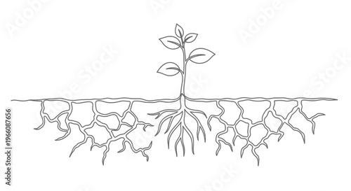 Continuous line drawing of a sprouting plant with strong, extensive roots, symbolizing natural growth and a new foundation on an isolated white background.