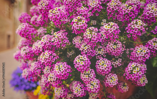 Hanging flower basket with Pink flowers on the street in summer  Urban decor.