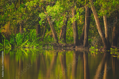 View of forest with reflecton in water, nature background concept