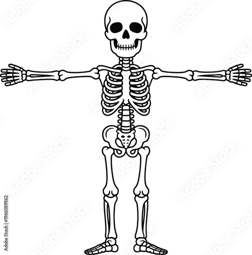 Cartoon skeleton illustration standing in a tpose, simple black and white line art drawing of a human skeletal system