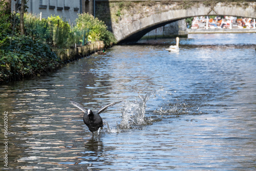 A eurasian coot wildfowl bird running and flapping to take flight from canal in Bruges with bridge. wildlife pattering run on water for liftoff