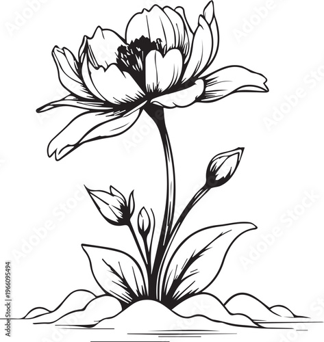 A meticulously crafted black and white illustration of an exquisite flower. Capturing its elegant form and intricate details. 