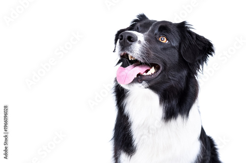 Portrait of a border collie dog looking up, closeup, side view, isolated on white background