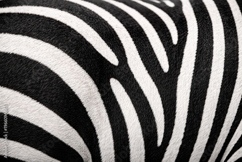 Zebra Skin Texture Close-Up