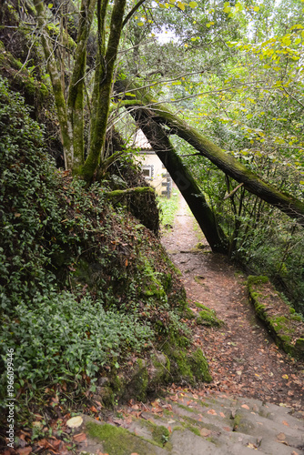 A forest path, blocked by a fallen tree, forms a natural arch over a narrow trail in Busaco Park, Portugal. Themes: sustainability, obstacles, and harmony between nature and humankind.