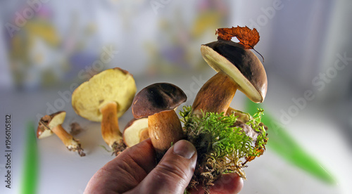 Maronen in der Hand gehalten