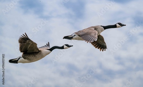 Photography canadian geese in flight