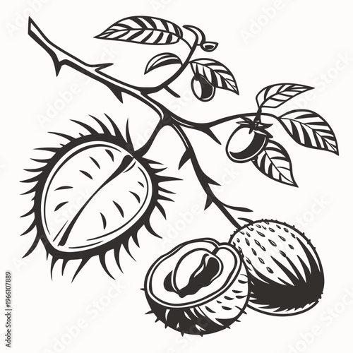 Chestnut branch with leaves and fruit line black
