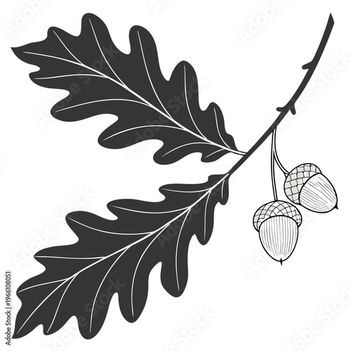 Oak leaf branch with acorns on white background nature