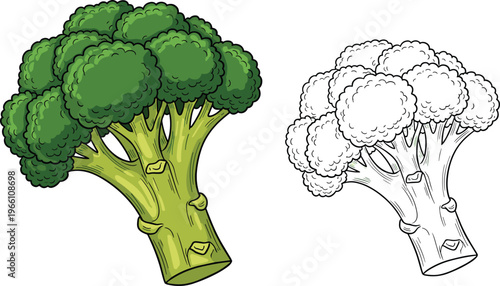 Fresh Green Broccoli Vector Illustration and Line Art Drawing Set Isolated on White Background for Healthy Eating Food Design and Coloring Book Projects