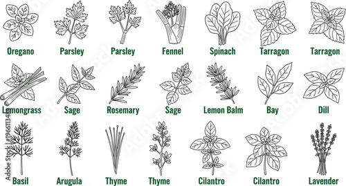Hand drawn black and white line art herb collection featuring oregano parsley fennel spinach tarragon lemongrass sage rosemary lemon balm bay dill basil arugula thyme cilantro lavender for culinary .