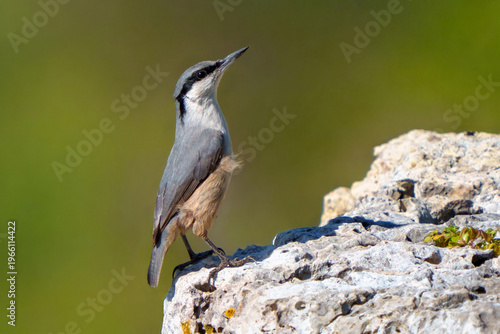 Western Rock Nuthatch Perched on a Stone Surface against a Soft Green Natural Background