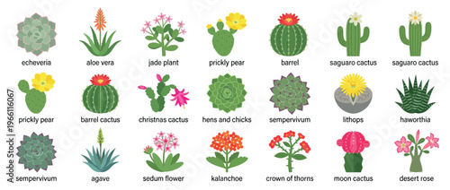 Labeled Succulent and Cactus Species Collection for Botanical Education Plant Identification and Desert Gardening