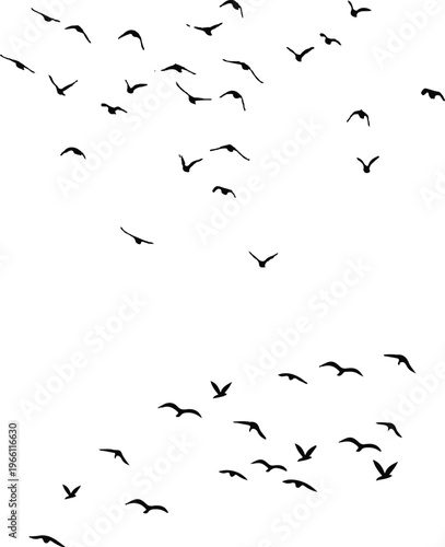 Set of flying bird silhouettes and flock illustrations on white and transparent backgrounds. Includes swallows, doves, and pigeons in minimalist, hand-drawn, and vector styles. eps