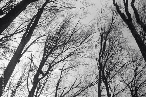 Photo of top of beech forest taken from low perspective