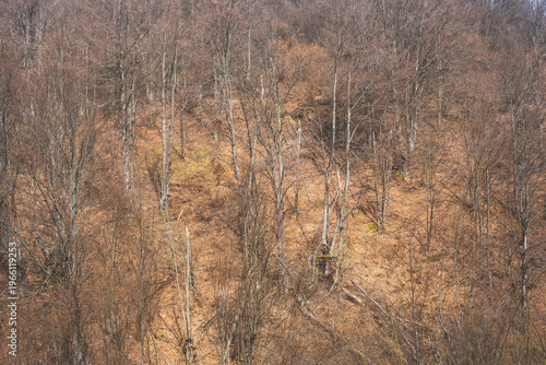 Untouched beech forest on mountain slopes in Serbia