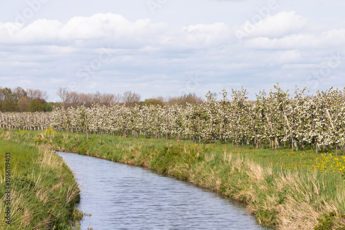 White apple blossom in an orchard along a narrow river in the Betuwe in the Netherlands.