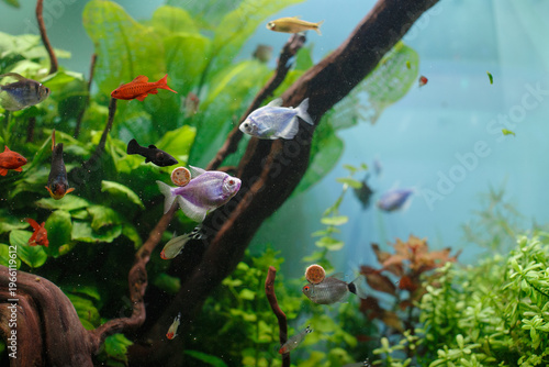 Tropical fish feeding on food in planted aquarium