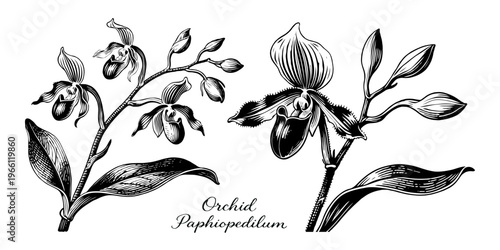 Paphiopedilum orchid flowers illustrated in a vintage engraving style on white background, botanical nature design concept