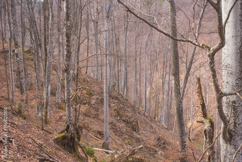 Untouched beech forest on mountain slopes in Serbia