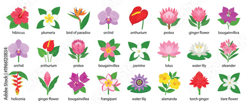 Labeled Tropical Flower Species Chart for Botanical Education Garden Reference Exotic Nature Study and Design Use