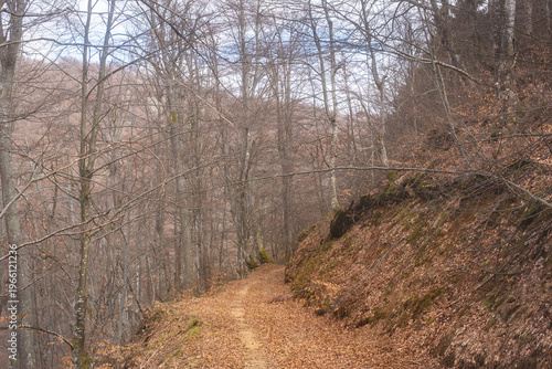 Path through the untouched beech forest on mountain slopes in Serbia