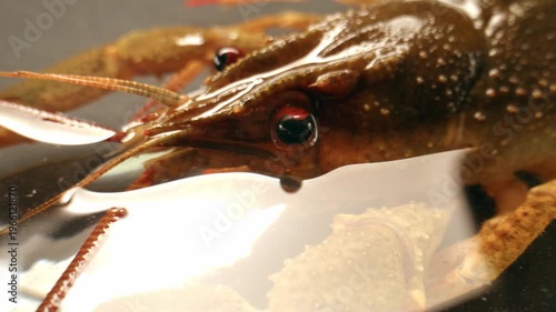 European crayfish Astacus astacus river seafood freshwater crustacean, noble crayfish, or broad-fingered crayfish, traditional food source.