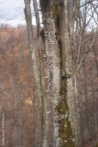 Old beech tree trunk in century old mountain forest
