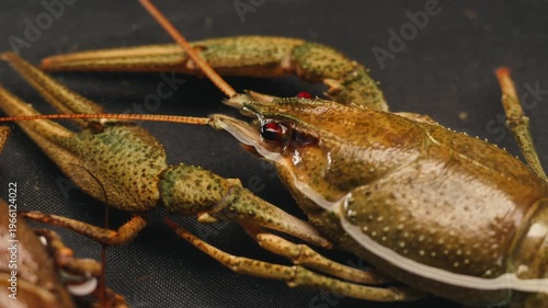 European crayfish Astacus astacus river seafood freshwater crustacean, noble crayfish, or broad-fingered crayfish, traditional food source.
