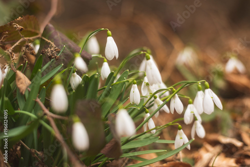 Wild snowdrops flowers in mountain forest in early spring.