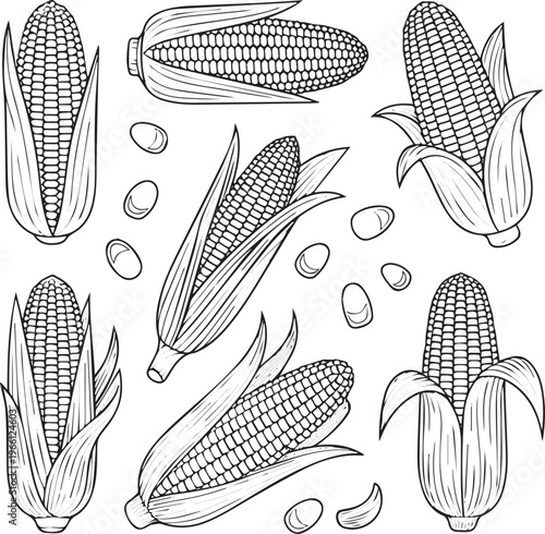 Need kinds of Corn elements set outline sketch vector illustration No Background