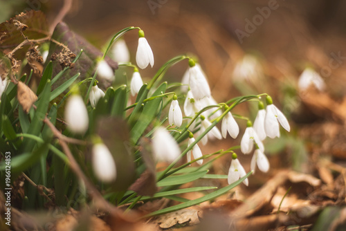 Wild snowdrops flowers in mountain forest in early spring.