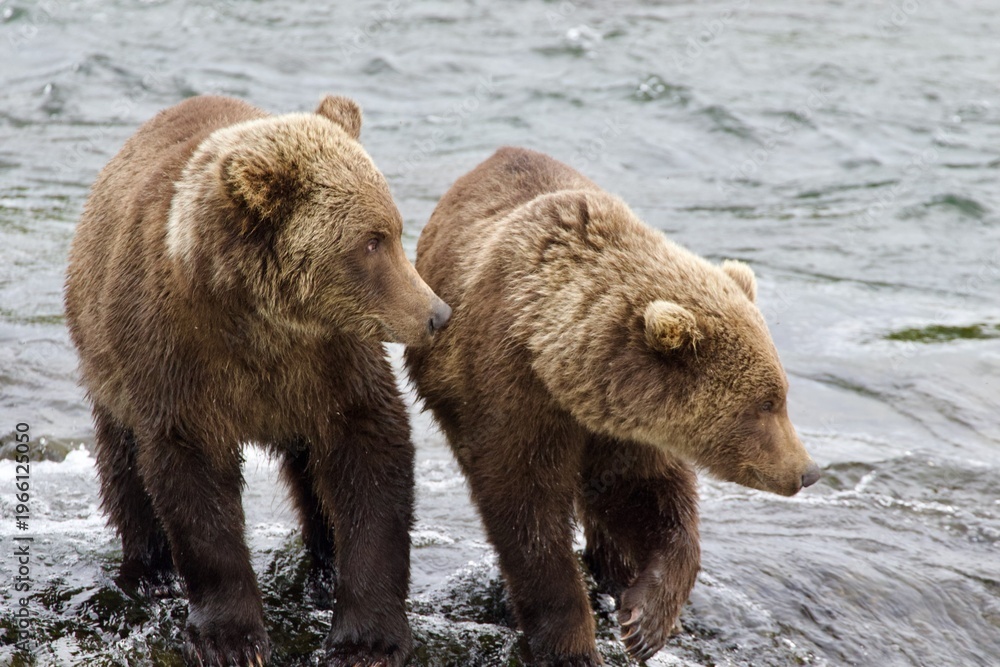 Obraz premium brown bear cubs, Brooks falla,Alaska 