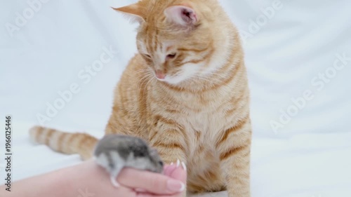 Ginger cat playing with a small hamster