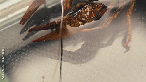 European crayfish Astacus astacus river seafood freshwater crustacean, noble crayfish, or broad-fingered crayfish, traditional food source.