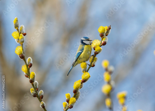 A blue tit sits on a willow tree branch with yellow fluffy buds and sings in a spring park