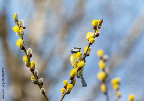 A blue tit bird sits on a willow tree branch with yellow fluffy buds in a spring park