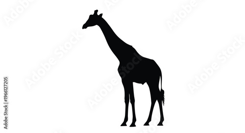 A striking silhouette of a giraffe stands prominently against a plain white backdrop showcasing its long neck high quality professional detailed