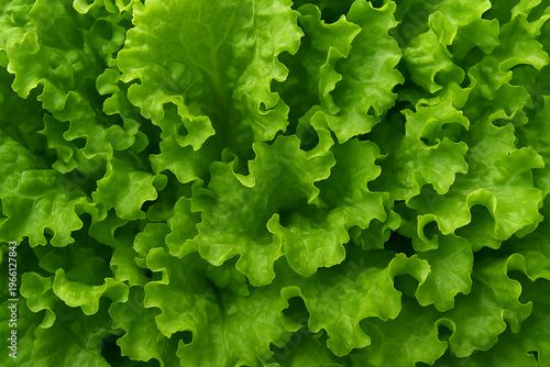 : Close Up Fresh Green Lettuce Leaves Healthy Food Texture.